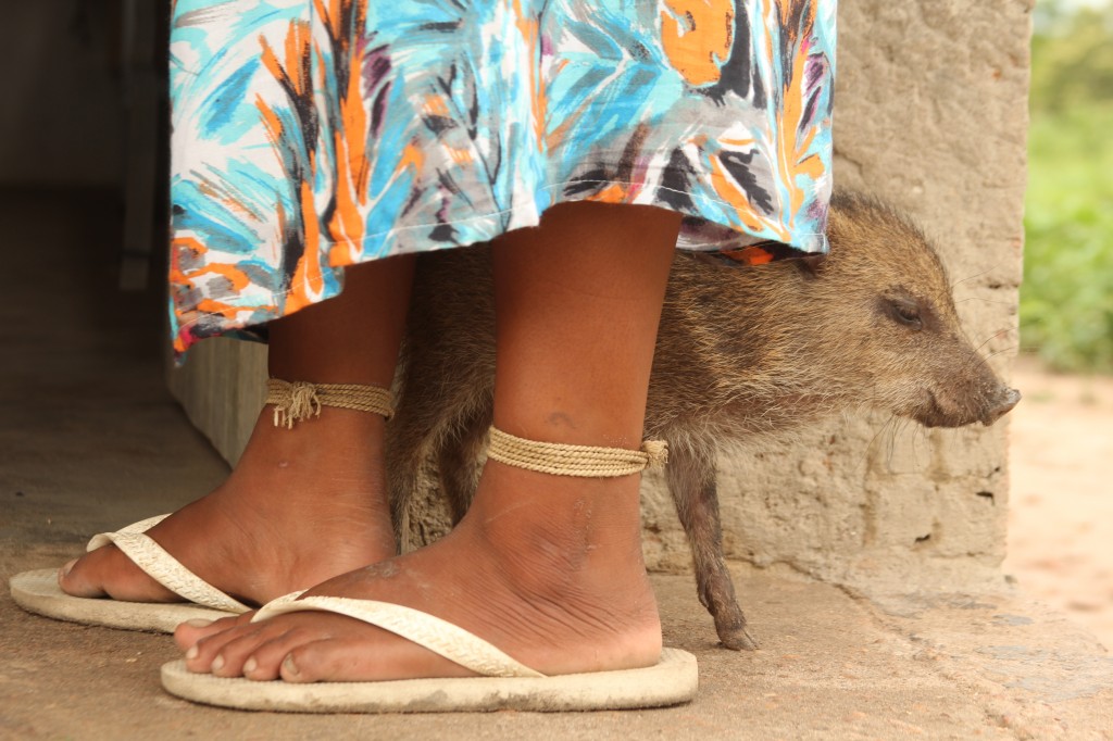 Moça Xavante com seu porquinho na TI Marãiatasédé, MT. Imagem de Lilian Brandt.